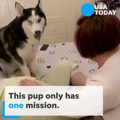 Protective pup won't let anyone near mom's belly