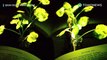 Peneliti MIT telah membuat tanaman bercahaya - TomoNews