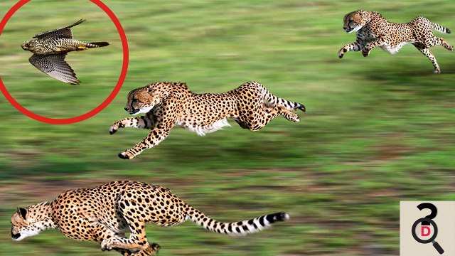 Top 10 Cele Mai Rapide Animale Din Lume