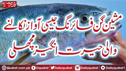 Amazing fish such as a voice like a machine gun shooter