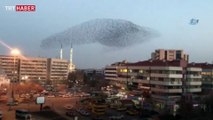 Konya’da sığırcık kuşlarının havadaki dansı büyüledi