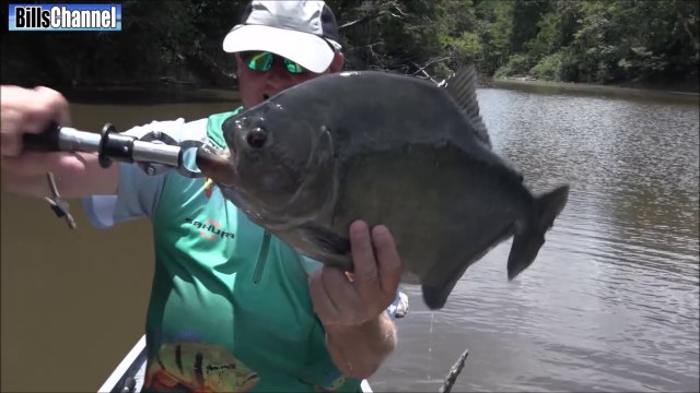 Voici ce qui nage dans les eaux sombres du fleuve amazone au Brésil : piranhas géants