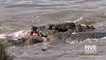 Ces crocodiles dévorent un hippopotame et le découpent en 2... Féroces!