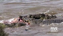 Ces crocodiles dévorent un hippopotame et le découpent en 2... Féroces!