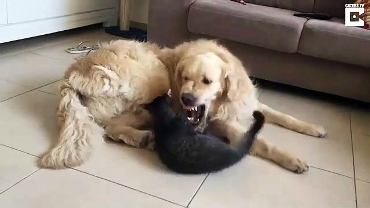 Je te mange, je te mange pas, je te mange... Je te mange pas! Chien et chat adorables