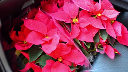 The Poinsettia- Nikon D3300 short film