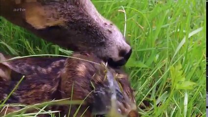 Dans la Forêt enchantée avec des animaux