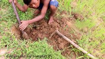 mazing Brave Small Brothers Catch Two Cobra Snakes While Catching Crabs_