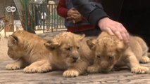 Gazze'deki yavru aslanlar satılık
