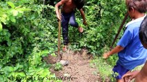 mazing Fish Trap Catch Many Snakes In the Forest_