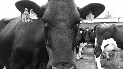 شيلي - زيادة تكاليف القطاع الزراعي