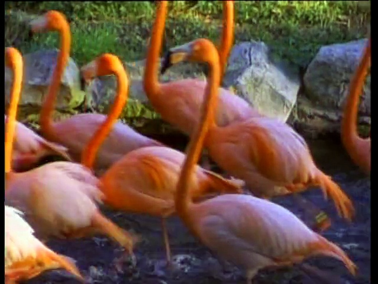 Baby Einstein - Baby Van Gogh (2000), image size:1440x1080