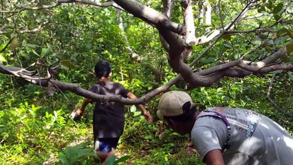 mazing Two Brother Using Slingshot Traditional To Bird Hunting in Wild_