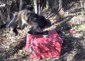 Nashville Zoo's Spider Monkeys Monkey Around With Holiday Gifts