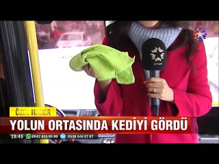 Yolun ortasındaki yavru kediyi kurtarabilmek için trafiği durdurdu