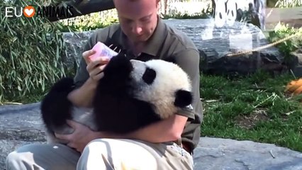 The Worlds Cutest Panda  (I Love Animals)