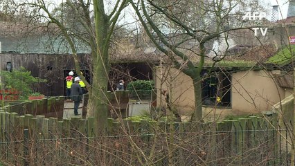 Muere animal en zoo de Londres en incendio y otros desaparecidos