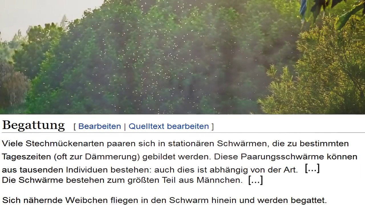 Mücken Moskitos (reboot) - Deshalb brauchen sie dein Blut - Tommys lehrreiche Lehrfilme (Reupload)