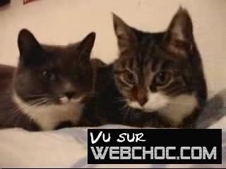 Conversation entre chats