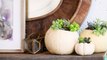 DIY Pumpkin Succulent Planters - HGTV Handmade-FhsIEVbyljw