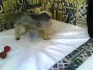 Banzaï le chien qui couche avec unr bouteille