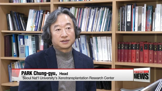 Pig organs to be used for transplants