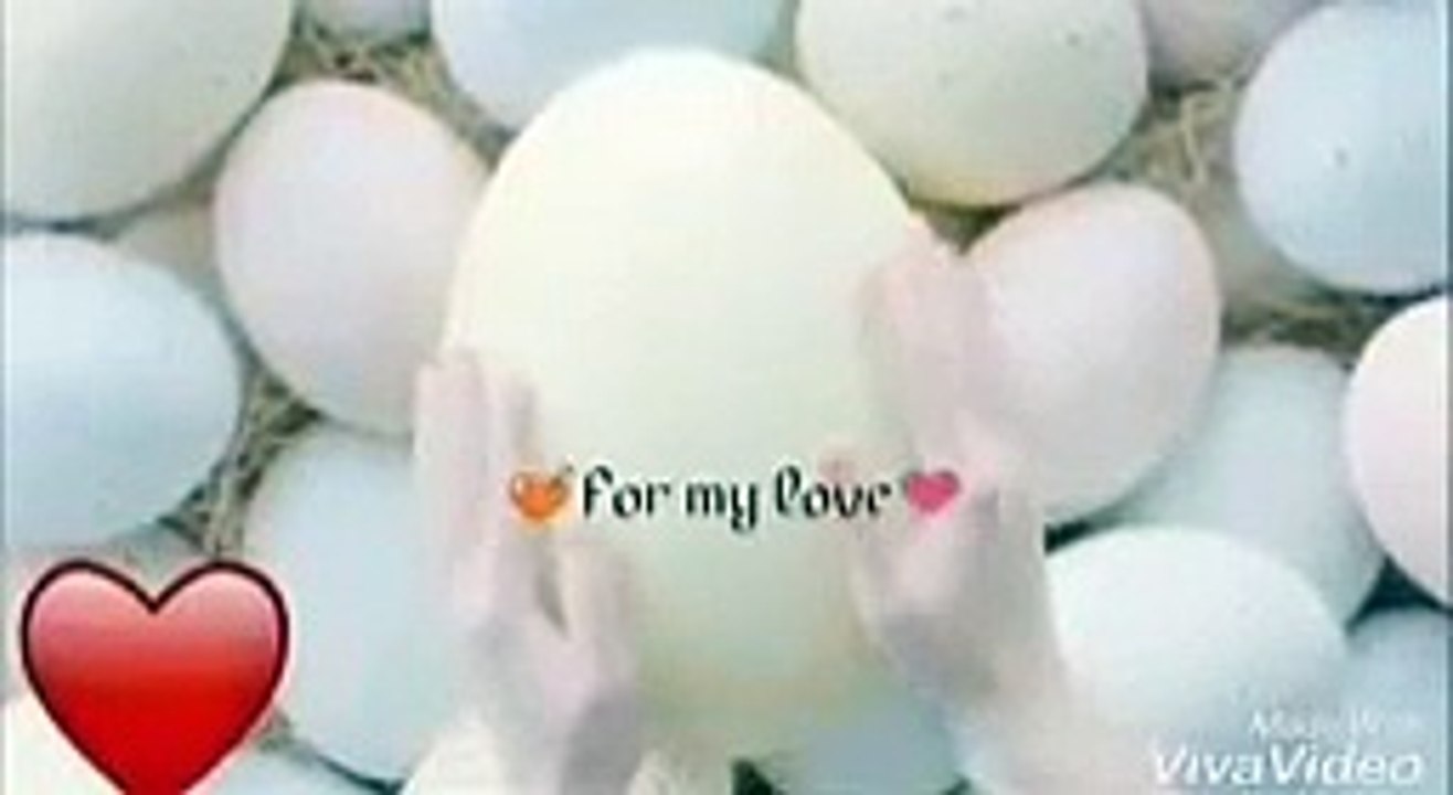 Yein Ratein Cute Cat whatsapp status - Cute Whatsapp Status Video - Funny Video