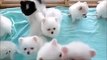 So Cute Puppies Videos 2017 - Best Whatsapp Status Video - Cute Animal Video
