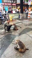 during training the monkey hits the trainer