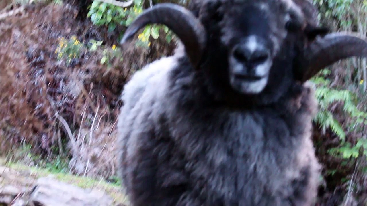 screaming ram - video Dailymotion