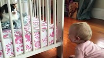Cute and Funny Babies Laughing At Cats Compilation - Funny Video