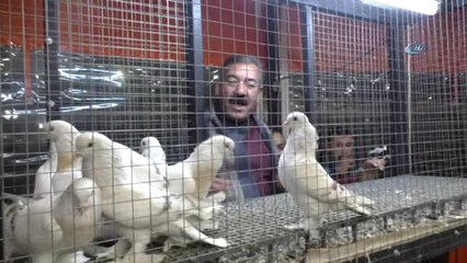 80 Bin Lira Verdiği Güvercini Satın Alamadı