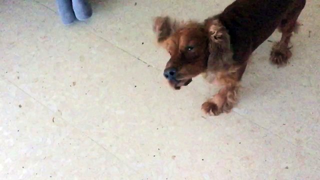 perro provoca huracan en el otro lado del mundo con sus orejas!!!!