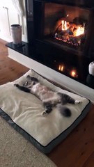 chat posey près du feu pour noël !