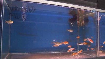 12 farklı müziğin balıklar üzerindeki etkisini araştırıyorlar