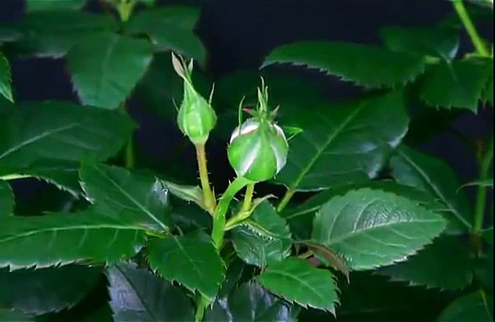 Дыхание дьявола цветок. Как цветок видео. Распускание цветов. Цветы для видеоролика. Футаж цветы распускаются.