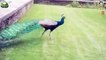 Peacock Beauty of Nature - Whatsapp Status Video