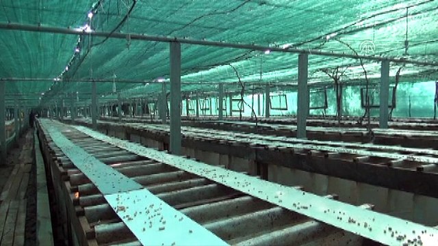 Salyangoz yetiştirip, ihraç edecekler - AYDIN