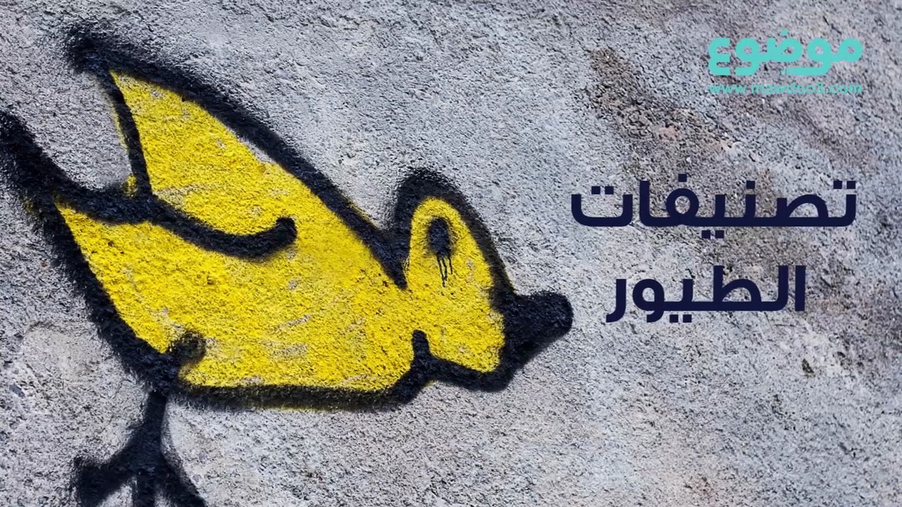 أنواع الطيور