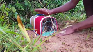 wesome Quick Animals Trap Using Best Trap - How To Make Squirrel Trap Work 100%_