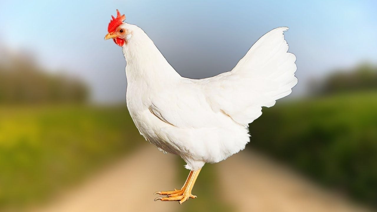 Comment j'ai fait éclore des oeufs du supermarché