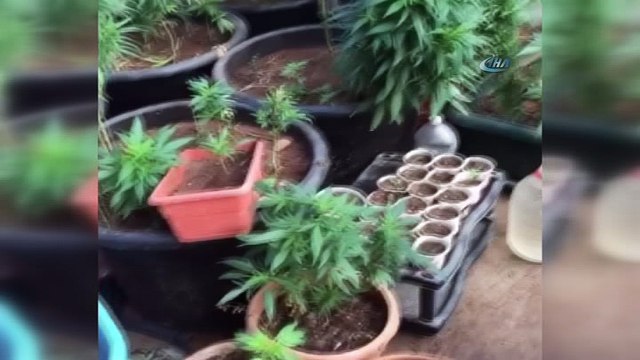 Teras katındaki Hint keneviri serasında 350 kök kenevir ele geçirildi