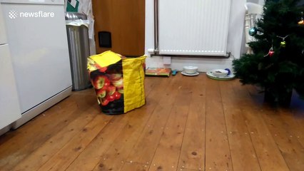 Cat-powered bag appears to move across kitchen floor on its own then attacks owner!