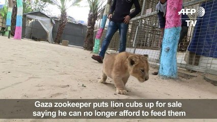 Gaza zookeeper puts lion cubs up for sale