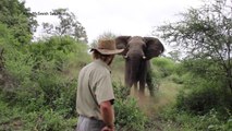 Homme vs Charge d'un éléphant