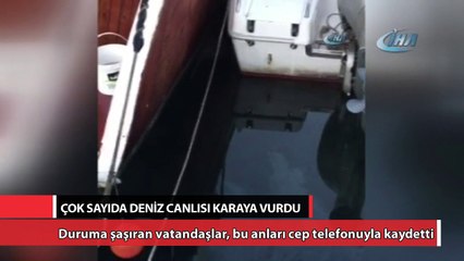Bostancı sahilinde vatozlar karaya vurdu