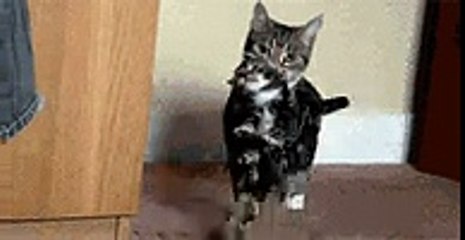 Kitten  Find, Make & Share Gfycat GIFs (1)