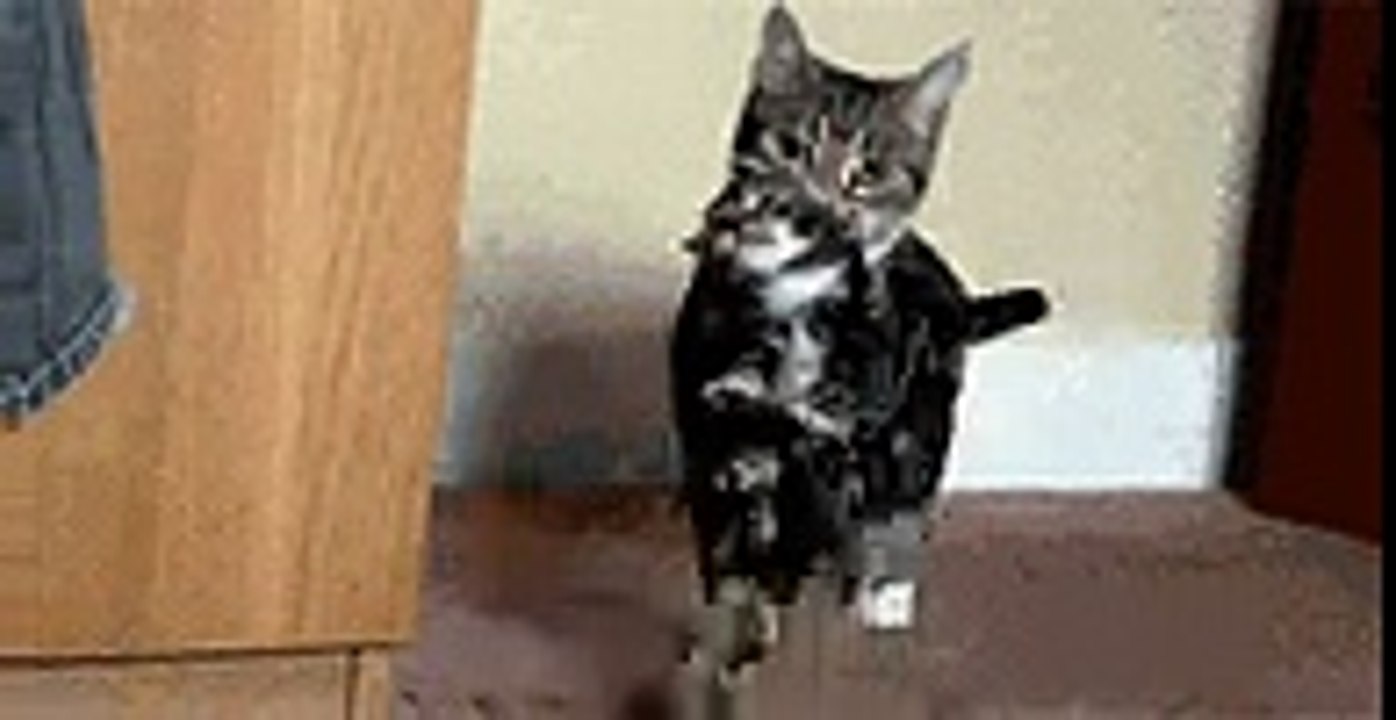Kitten  Find, Make & Share Gfycat GIFs (1)