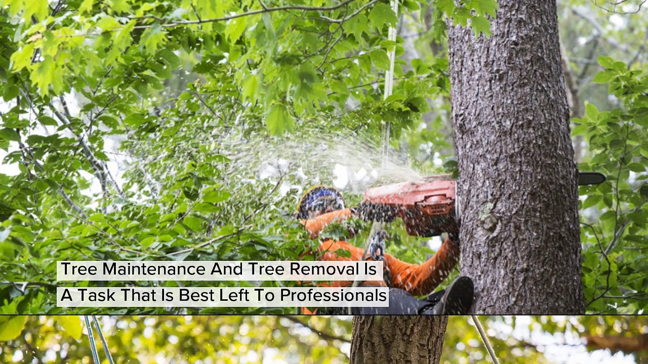Tree Service Phoenix