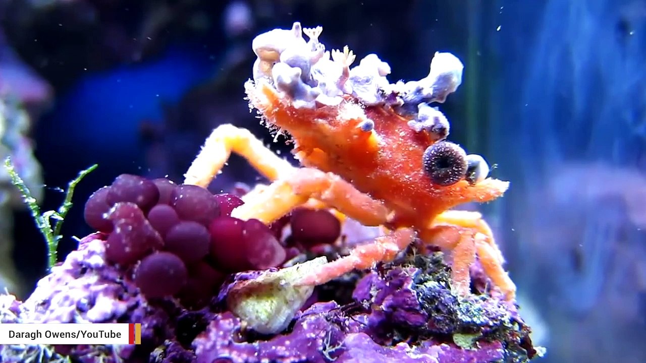 Decorator Crabs Deck Themselves Out For The Holidays video Dailymotion